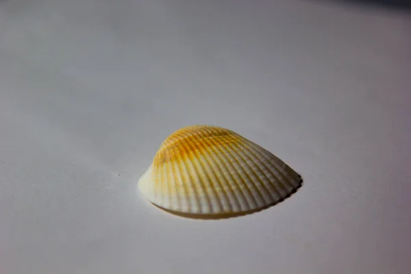 貝殻が白い背景に立っています 装飾品 — ストック写真