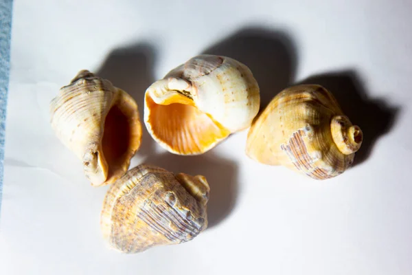 Coquilles Mer Debout Sur Fond Blanc Ornements Décoratifs — Photo