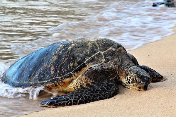 Sun Bathing Turtle Sandy Shores Maui Hawaii Sun Sets — Stock Photo, Image