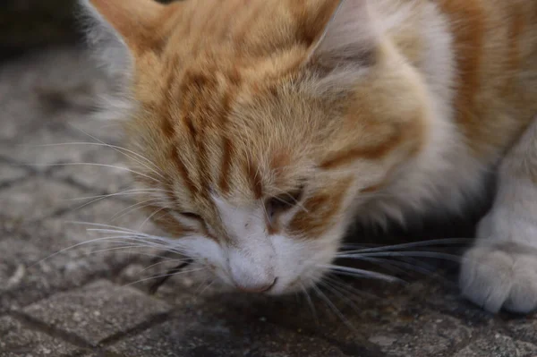 クローズアップ 毛猫が魚を食べる — ストック写真