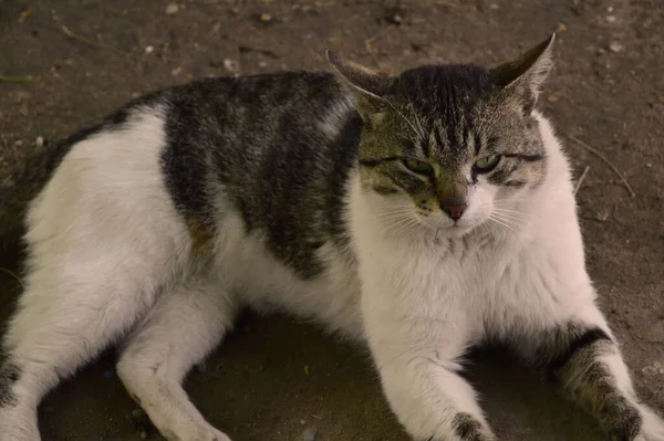 Evsiz, uykulu gri ve beyaz saçlı kedi.