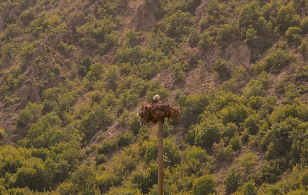 Vit Stork Med Kulle Bakgrunden — Stockfoto