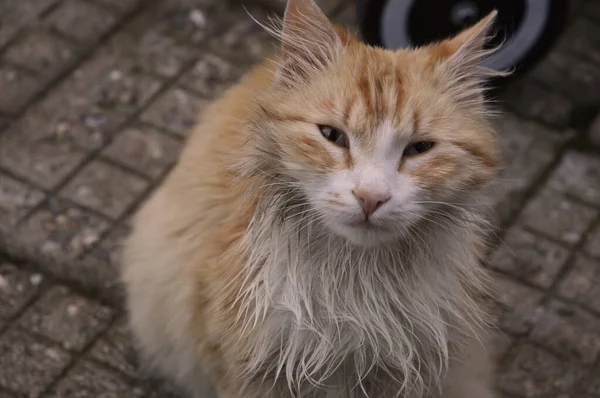 Yakın plan: üzgün gözlü evsiz tilki kırmızısı kedi.