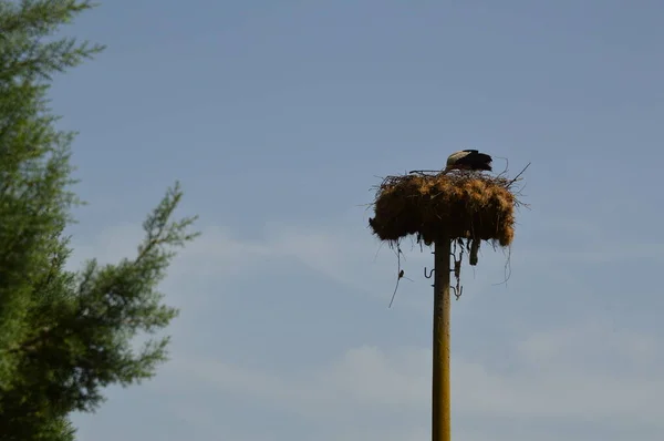 Nest Eines Weißstorchs Auf Einem Strommast — Stockfoto