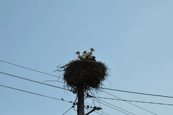 Elektrik direğindeki beyaz leyleğin yuvası