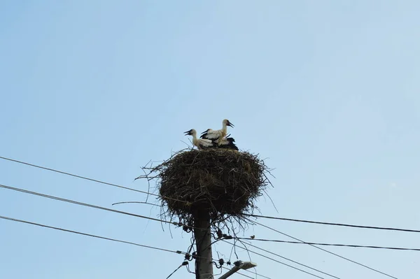 Elektrik Direğindeki Beyaz Leyleğin Yuvası — Stok fotoğraf