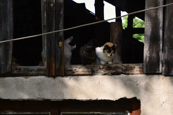 Três Gatos Sem Teto Painel Janela Madeira — Fotografia de Stock