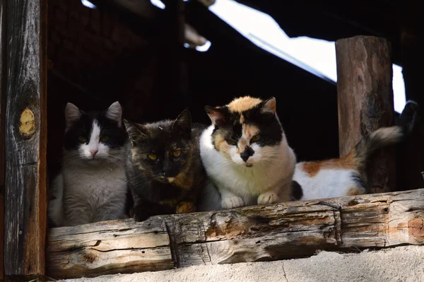 Gatos Sem Teto Painel Janela Madeira — Fotografia de Stock