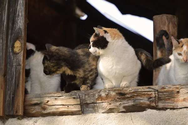 Tahta bir pencerenin üzerinde dört evsiz kedi.