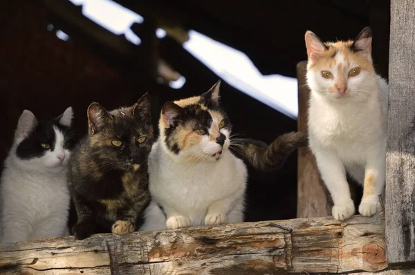 Tahta bir pencerenin üzerinde dört evsiz kedi.