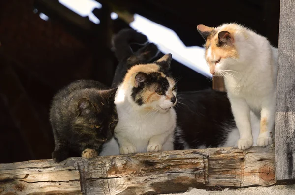 Quatre Chats Sans Abri Sur Une Vitre Bois — Photo