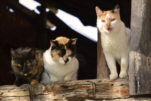 Tahta bir camda üç evsiz kedi.