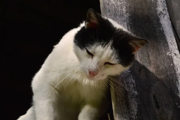 Ahşap pencere camında siyah saçlı beyaz evsiz bir kedi.