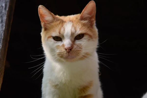 Chats Sans Abri Sur Une Vitre Bois — Photo