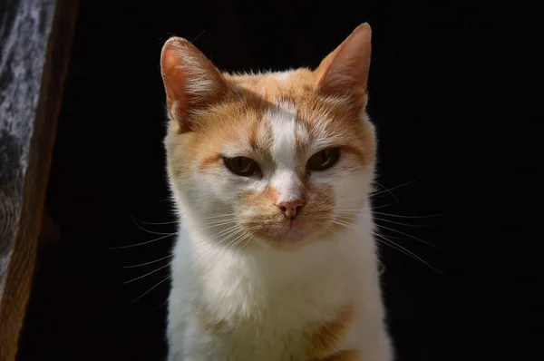 Chat Roux Sans Abri Sur Panneau Fenêtre Bois — Photo