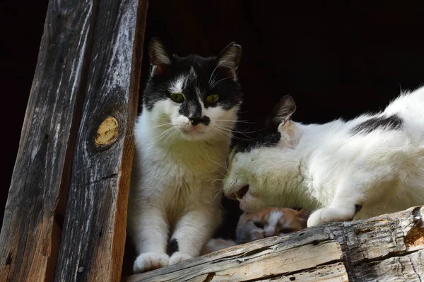頭に黒い毛の斑点のある白いホームレスの猫が — ストック写真