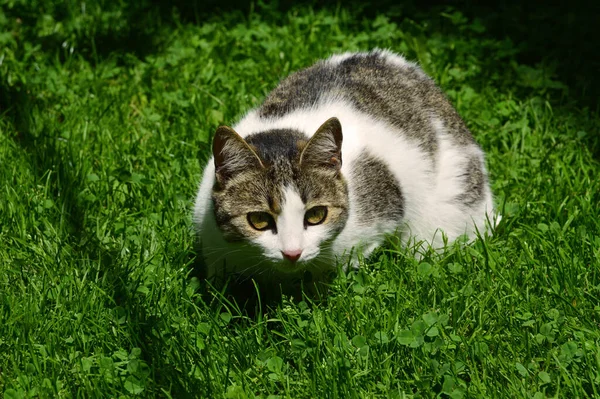 Chat Sans Abri Sur Herbe — Photo