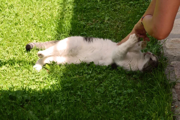 Mulheres Mãos Brincando Com Sem Teto Gato — Fotografia de Stock