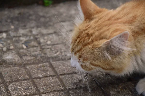 Yakın plan: balık yiyen seksi saçlı kedi.