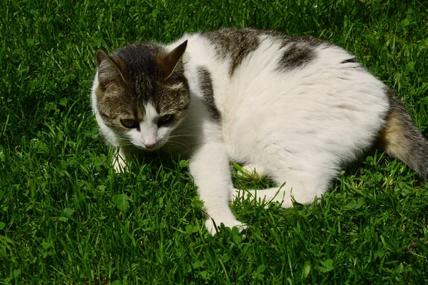 Evsiz kedi çimlerin üzerinde