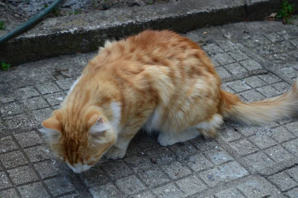 Primo Piano Gatto Dai Capelli Volatili Che Mangia Pesce — Foto Stock