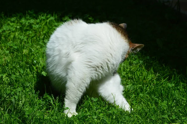 Evsiz kedi çimlerin üzerinde