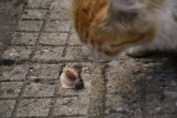 Yakın plan: balık yiyen seksi saçlı kedi.