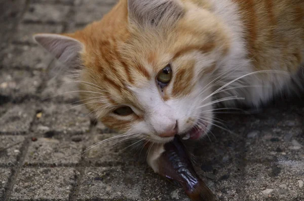 Gros Plan Chat Poilu Mangeant Poisson — Photo