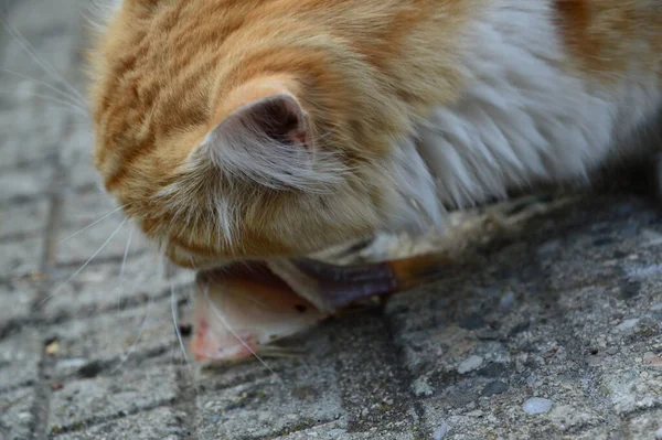 クローズアップ 毛猫が魚を食べる — ストック写真