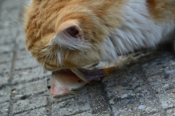 Yakın plan: balık yiyen seksi saçlı kedi.