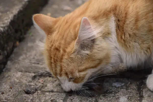 Yakın plan: balık yiyen seksi saçlı kedi.
