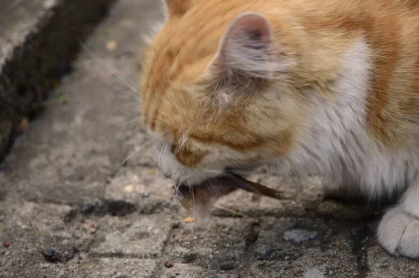 Close Gato Foxy Comendo Peixe — Fotografia de Stock