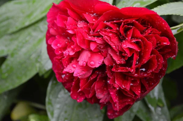 Bela Flor Peônia Vermelha Grande Com Grandes Gotas Chuva — Fotografia de Stock