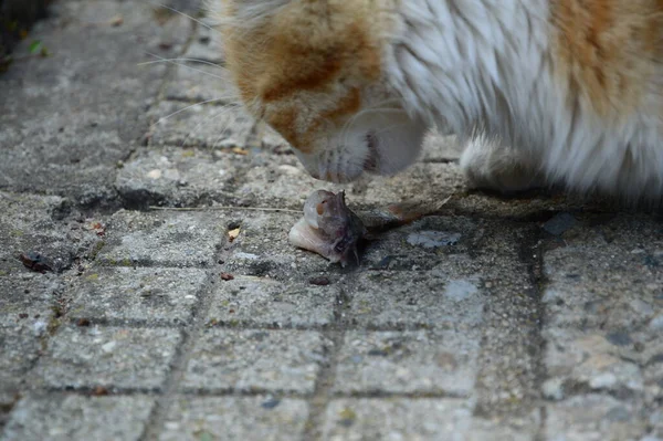 Gros Plan Chat Poilu Mangeant Poisson — Photo