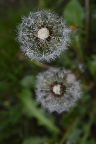 Twee Gemeenschappelijke Paardebloemen Baan — Stockfoto