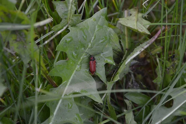 Escarabajo Lirio Escarlata Una Hoja Diente León — Foto de Stock