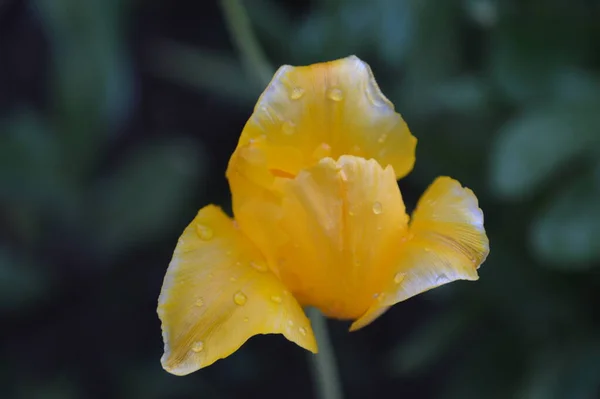 Gros Plan Belle Tulipe Jaune Avec Des Gouttes Pluie Dessus — Photo