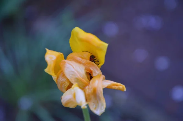Nahaufnahme Unausgebreitete Gelbe Irisblüte — Stockfoto