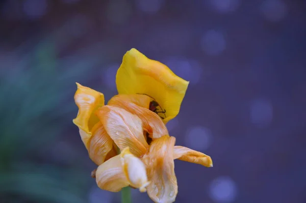 Nahaufnahme Unausgebreitete Gelbe Irisblüte — Stockfoto