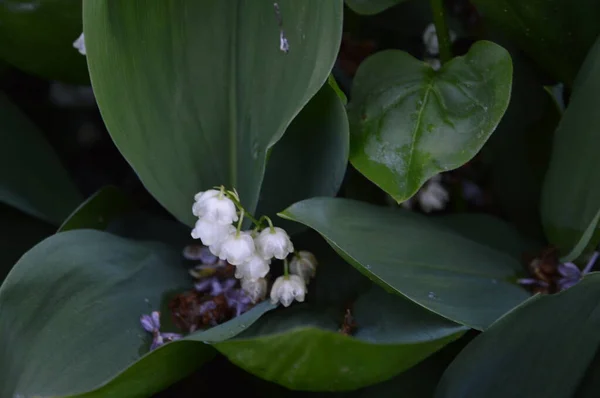 Крупным Планом Белый Цветок Convallaria Среди Собственных Больших Зеленых Листьев — стоковое фото