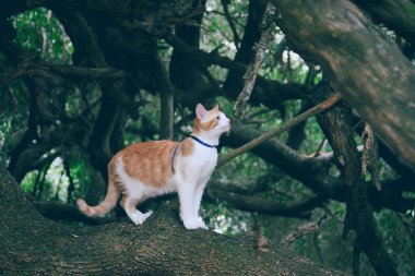 yerli Avrupa kedisi ağaç dalında