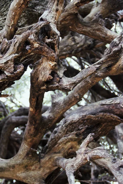 Textura Naturaleza Detalle Ramas Árboles —  Fotos de Stock