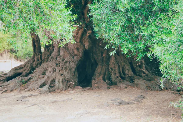 Ιταλία Σαρδηνία Παλαιότερο Δέντρο Στην Ιταλία — Φωτογραφία Αρχείου