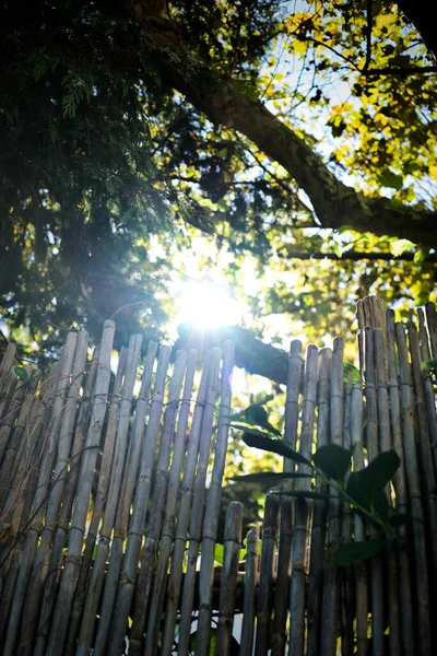 Cañas Árboles Sol Esperanza Más Allá Obstáculos — Foto de Stock