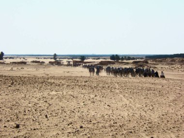 Gabes, Tunus ve Afrika çöllerinde deveye binen bir grup turist