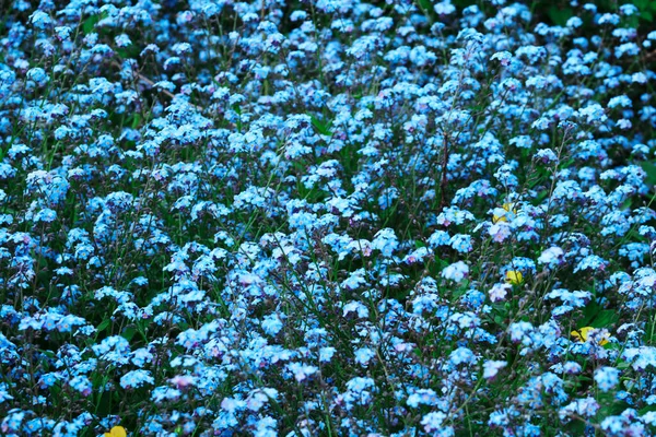 Blumenwiese Textur Mit Blauen Blütenblättern — Stockfoto
