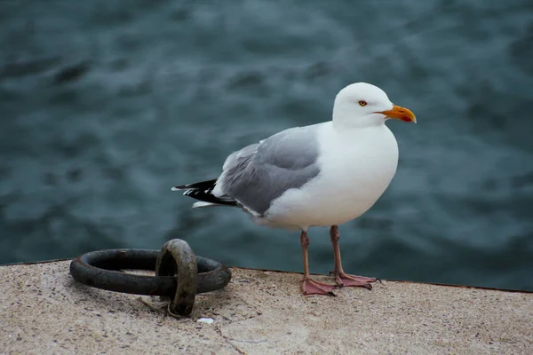 Seagulls Harbor Brittany France — Stock Photo, Image