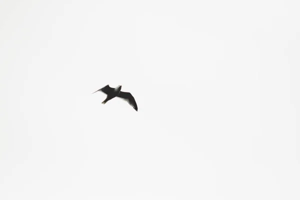 Gaivotas Pessoa Dois Passeio Prado Verde Brittany França Casal Mosca — Fotografia de Stock