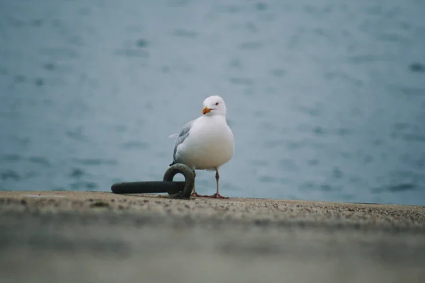 Seagulls Harbor Brittany France — Stock Photo, Image