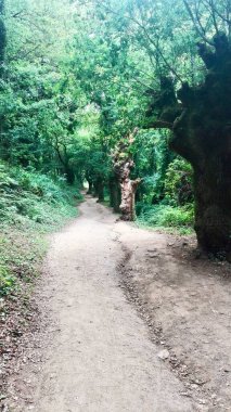 Santiago 'nun yürüyüşü. Yol ve haccın manzarası.